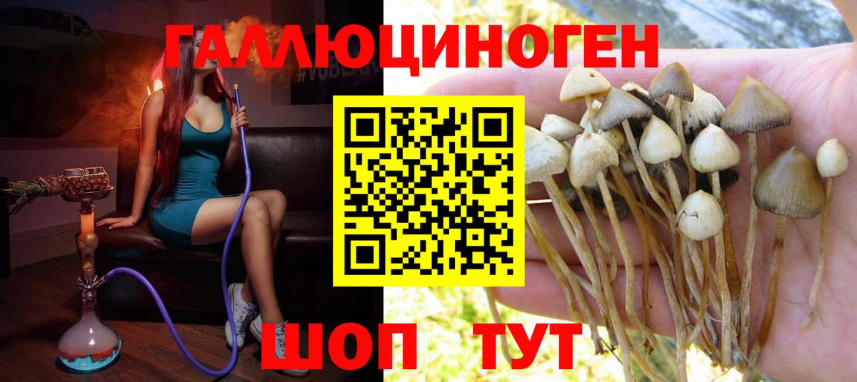 Галлюциногенные грибы Psilocybe  где купить наркоту  Вход с VPN  Саки  Галлюциногенные грибы прущие грибы 